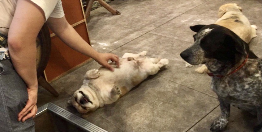 dog belly scratch